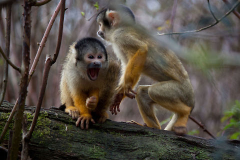 Squirrel monkey youngsters playing  Common squirrel monkey,Saimiri sciureus