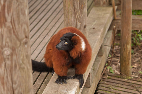Red ruffed lemur Monkeys,Red ruffed lemur,Varecia rubra