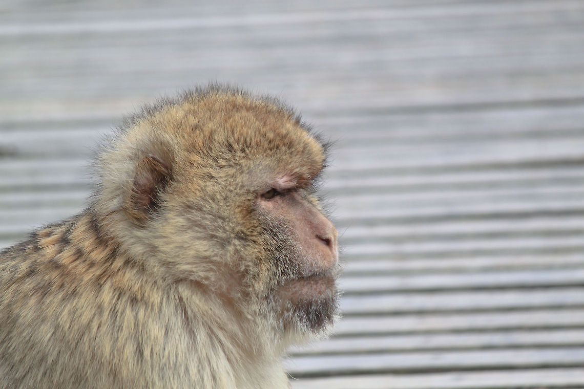 Barbary Macaque  Barbary Macaque,Macaca sylvanus,Monkeys