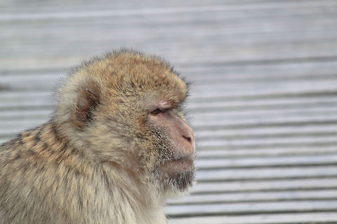 Barbary Macaque  Barbary Macaque,Macaca sylvanus,Monkeys
