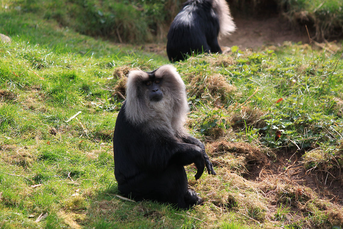 Lion-tailed macaque  Lion-tailed macaque,Macaca silenus,Monkeys