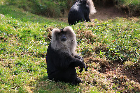 Lion-tailed macaque  Lion-tailed macaque,Macaca silenus,Monkeys