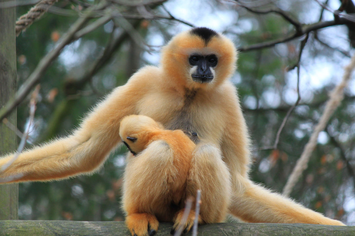 Northern white-cheeked gibbon  Nomascus leucogenys,Northern white-cheeked gibbon