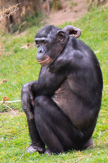 Common chimpanzee  Common chimpanzee,Pan troglodytes,Primates