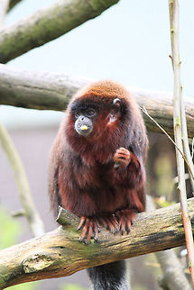 Golden-headed lion tamarin eating  Golden-headed lion tamarin,Leontopithecus chrysomelas,Monkeys