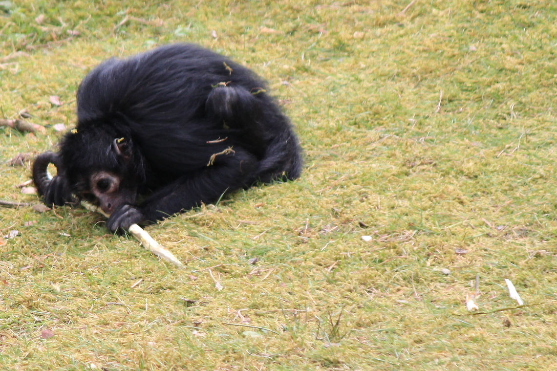 Black-headed spider monkey  Ateles fusciceps,Black-headed spider monkey
