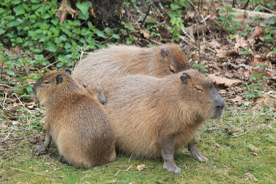 Three Capybaras in Zen exercise  Capybara,Hydrochoerus hydrochaeris