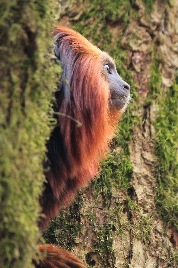 Romeo and Juliette Where areth thou, Romeo? Golden-headed lion tamarin,Leontopithecus chrysomelas,Monkeys