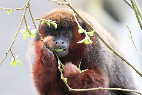 Golden-headed lion tamarin  Golden-headed lion tamarin,Leontopithecus chrysomelas,Monkeys