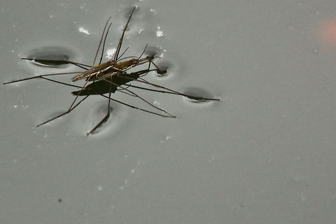Common pond skater  Gerris lacustris