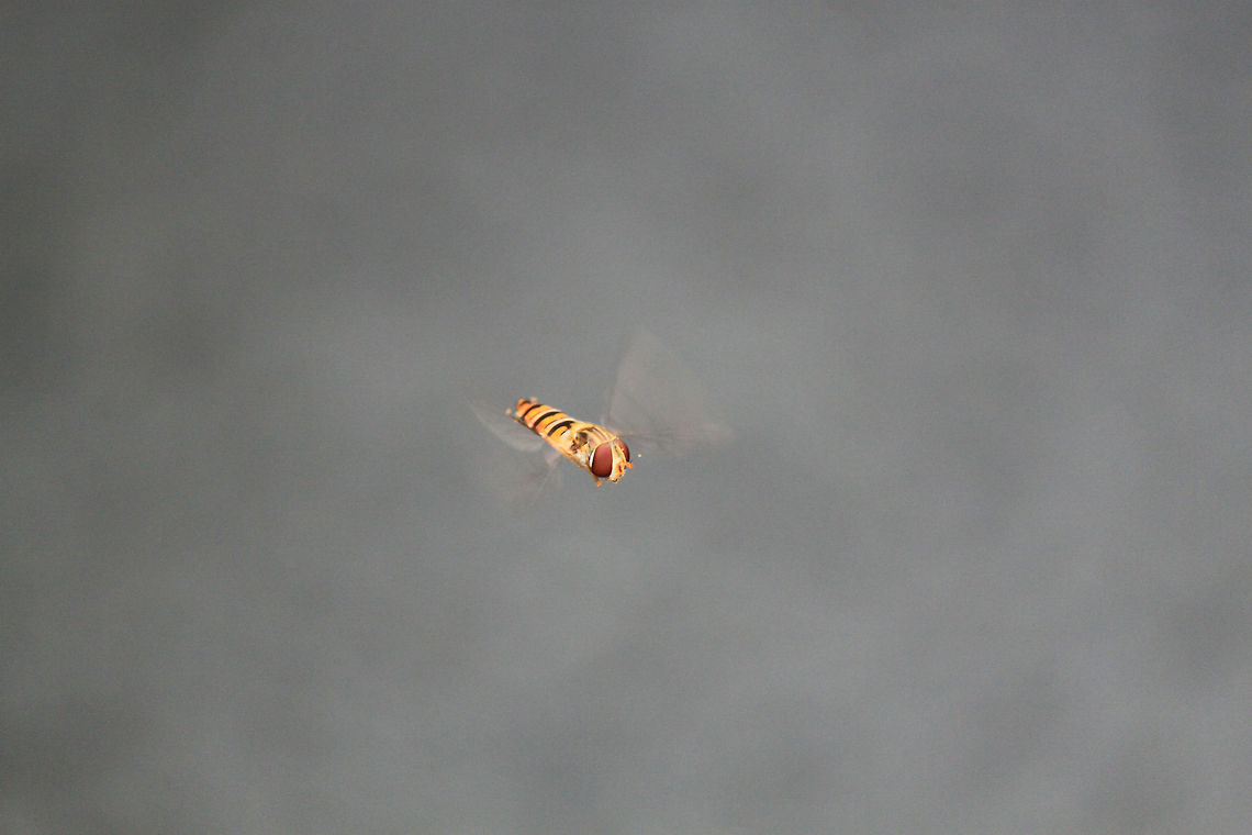 Episyrphus balteatus Have you clicked? I'm getting cramps over here, can I stop hovering please? Episyrphus balteatus,Marmalade hoverfly