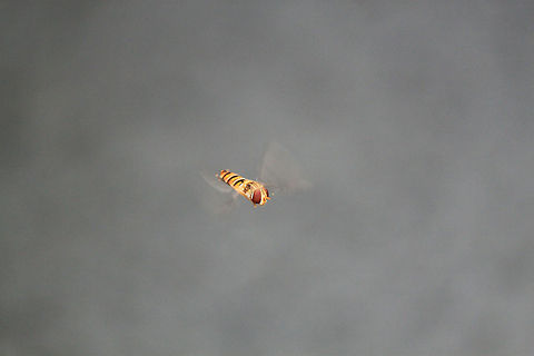 Episyrphus balteatus Have you clicked? I'm getting cramps over here, can I stop hovering please? Episyrphus balteatus,Marmalade hoverfly