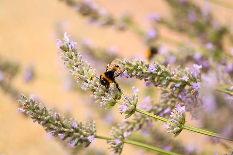 Bombus cryptarum (Bumblebee)  Bombus cryptarum