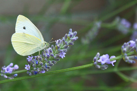 Large White Butterfly (Pieris brassicae)  Pieris brassicae
