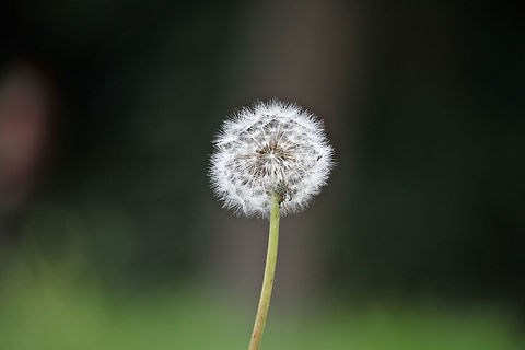 Dandelion  Taraxacum officinale