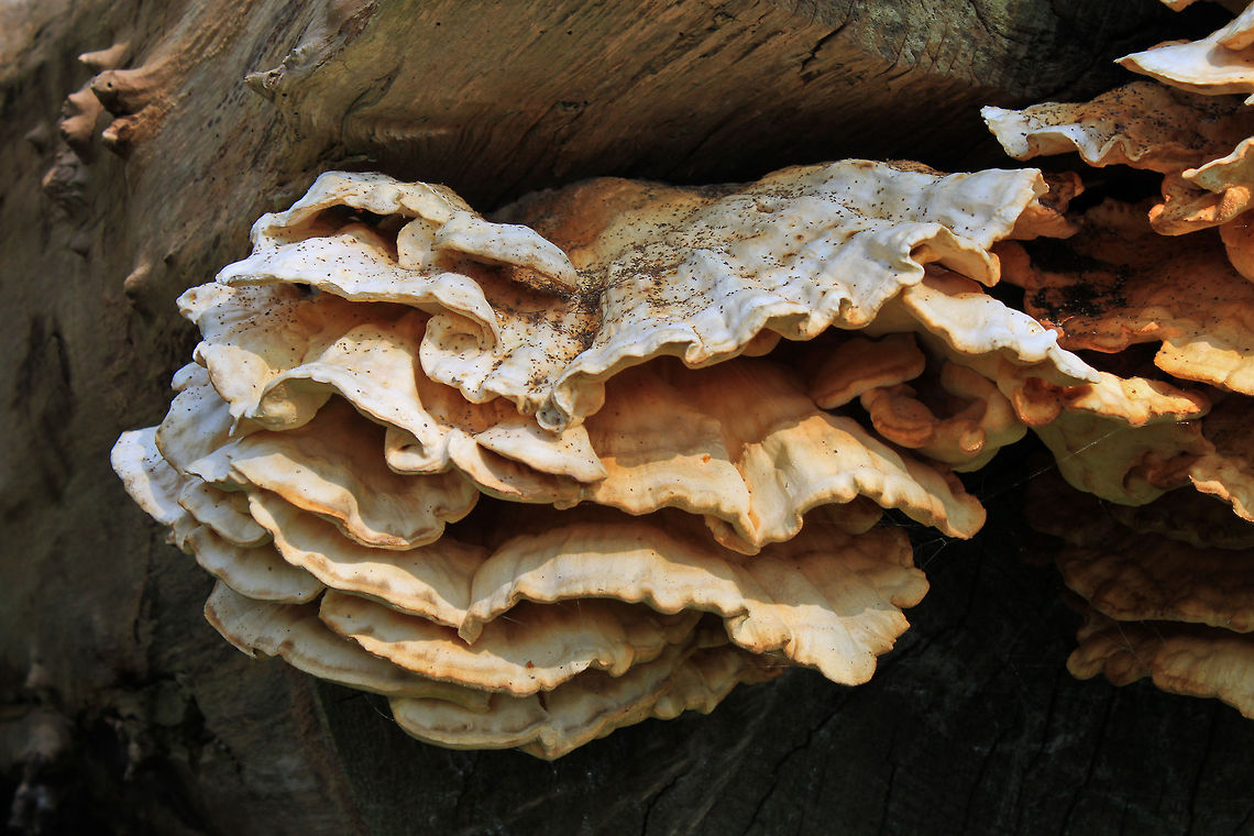 Trametes Versicolor  Trametes Versicolor,Trametes versicolor