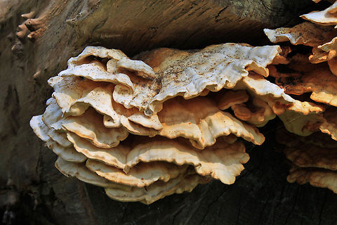 Trametes Versicolor  Trametes Versicolor,Trametes versicolor