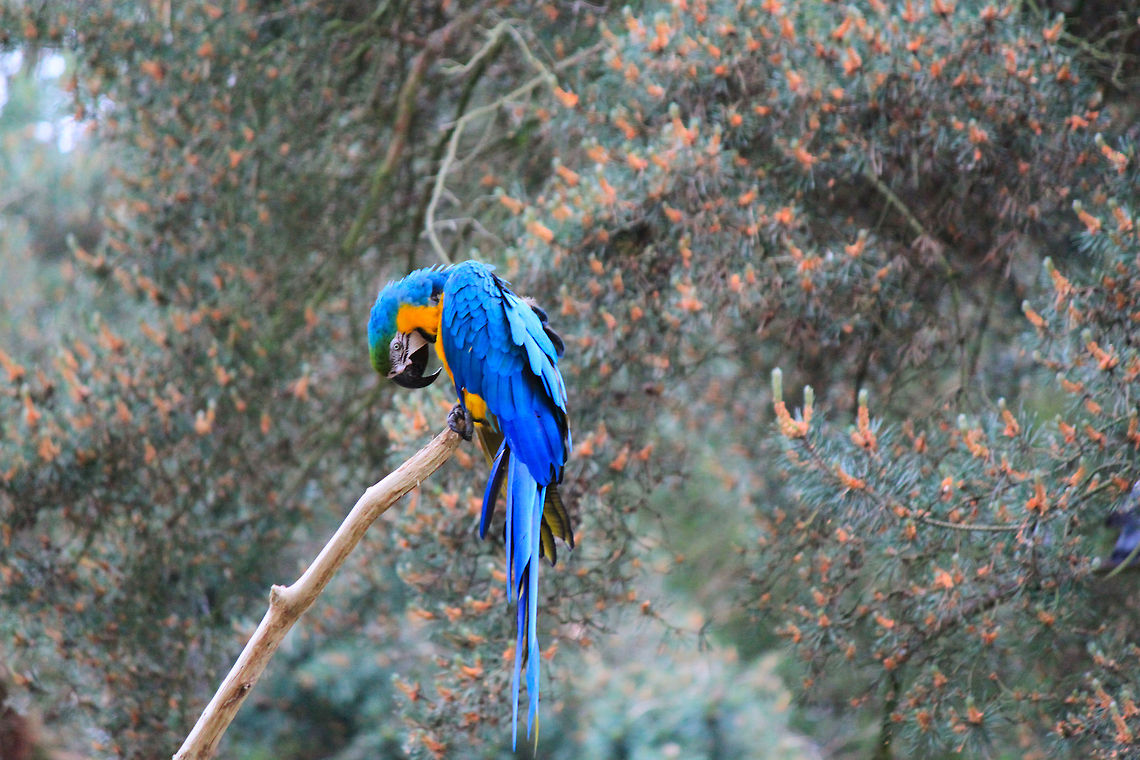Blue-and-Yellow Macaw  Ara ararauna,Blue-and-Yellow Macaw
