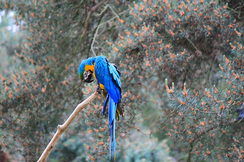Blue-and-Yellow Macaw  Ara ararauna,Blue-and-Yellow Macaw