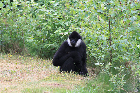 Northern white-cheeked gibbon  Nomascus leucogenys,Northern white-cheeked gibbon