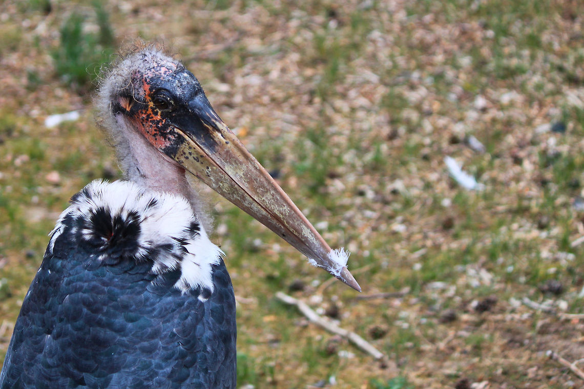 Marabou Stork  Leptoptilos crumeniferus,Marabou Stork