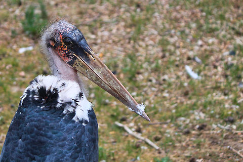 Marabou Stork  Leptoptilos crumeniferus,Marabou Stork