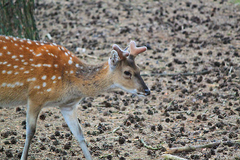 Red deer  Cervus elaphus,Cervus nippon,Dama dama,Fallow Deer,Red deer,Sika Deer