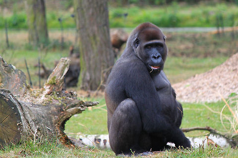 Female western gorilla  Gorilla gorilla,Western gorilla