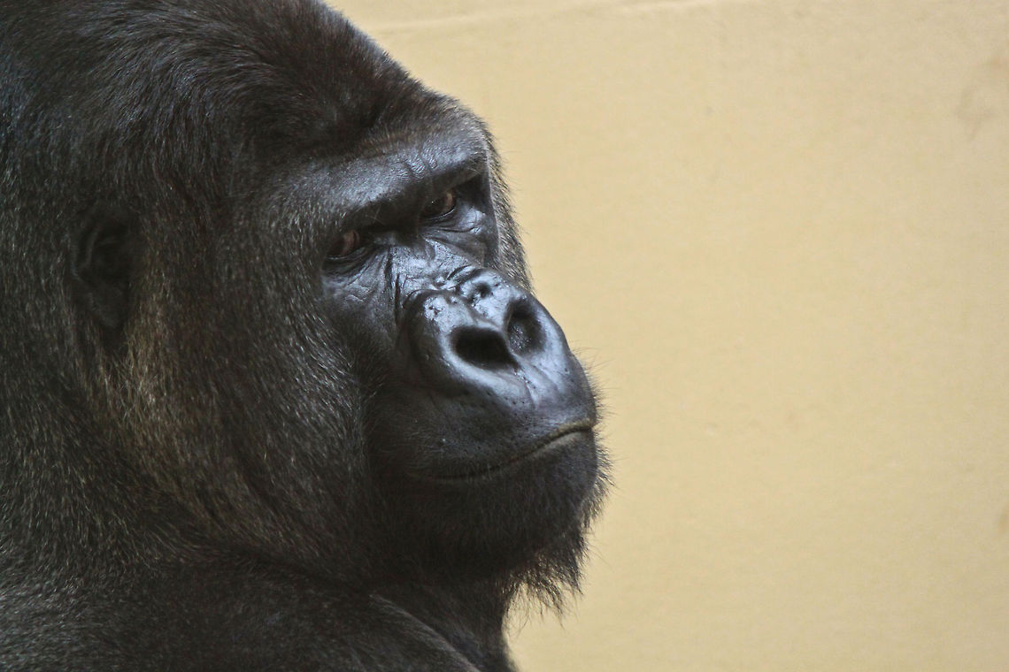 Western gorilla portrait  Gorilla gorilla,Western gorilla