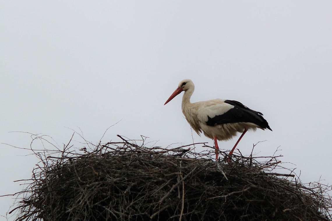 White Stork on large nest  Ciconia ciconia,White Stork