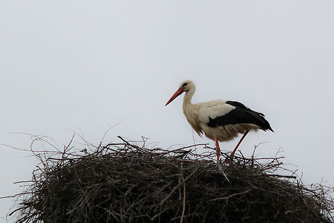 White Stork on large nest  Ciconia ciconia,White Stork