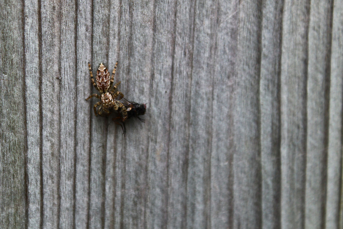 Jumping spider feeding