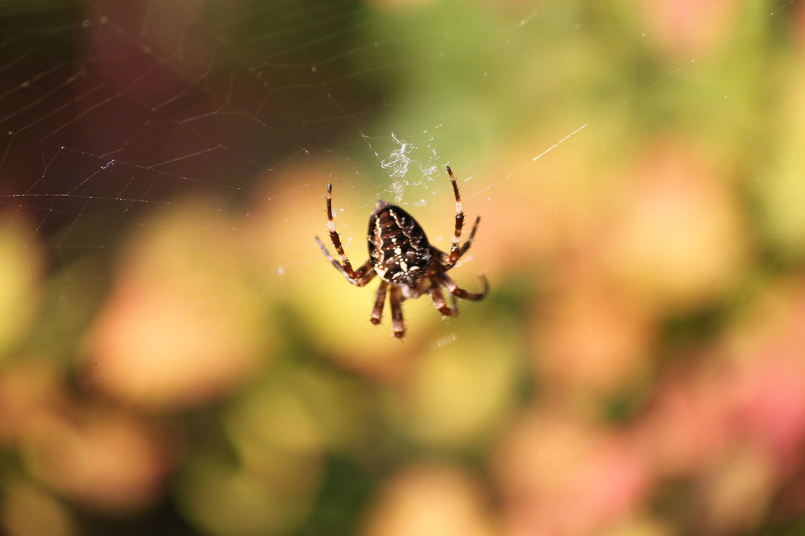 European garden spider  Araneus diadematus