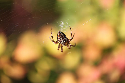 European garden spider  Araneus diadematus