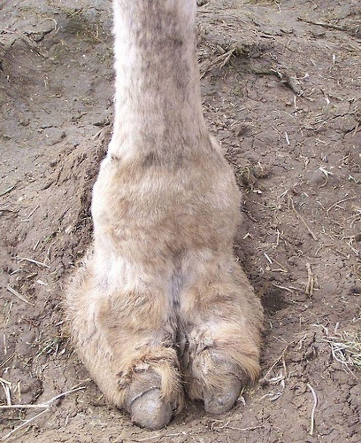 Cameltoe iPad upload test  Camel toe pedicure