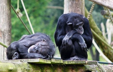 Lazy sunday afternoon  Common chimpanzee,Geotagged,Pan troglodytes,The Netherlands