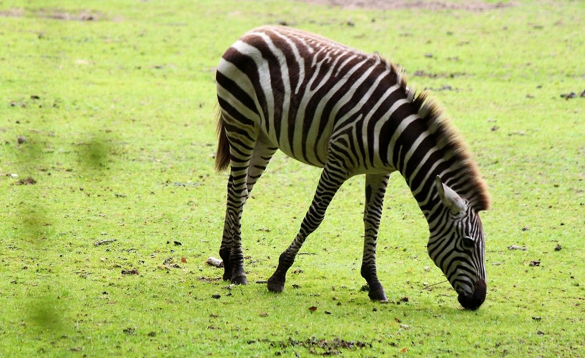 Zebra  Equus quagga,Geotagged,Plains zebra,The Netherlands,Zebra