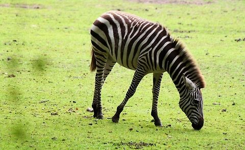 Zebra  Equus quagga,Geotagged,Plains zebra,The Netherlands,Zebra