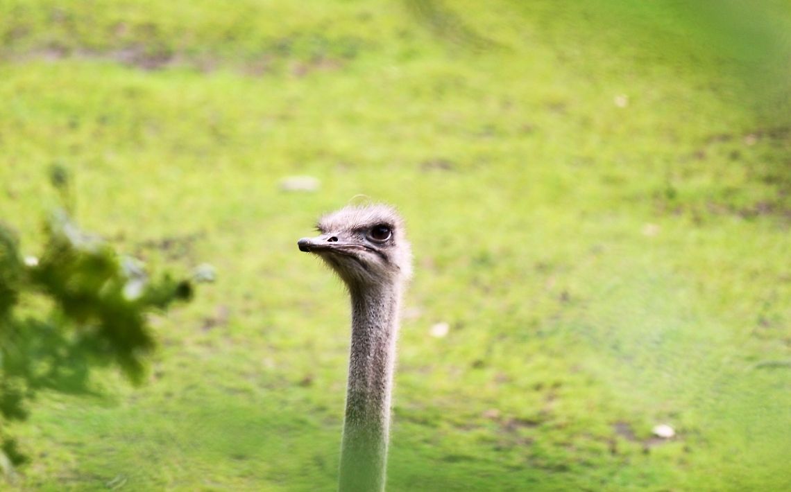ostrich  Geotagged,Ostrich,Struthio camelus,The Netherlands,ostrich