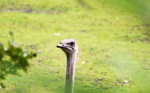 ostrich  Geotagged,Ostrich,Struthio camelus,The Netherlands,ostrich