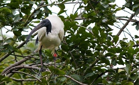 African Sacred Ibis  African Sacred Ibis,Geotagged,The Netherlands,Threskiornis aethiopicus
