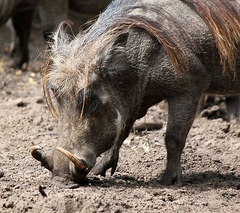 The beauty  Geotagged,Phacochoerus africanus,The Netherlands,Warthog