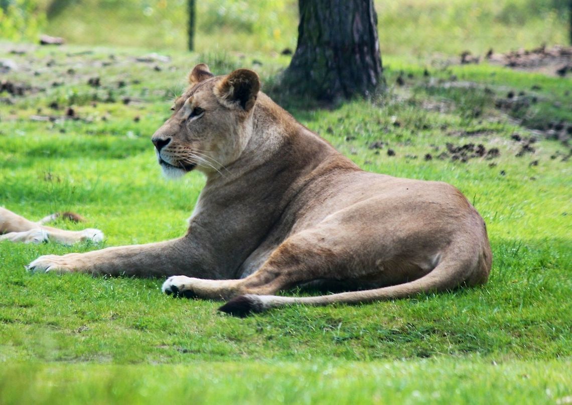Lioness  Geotagged,Lion,Panthera leo,The Netherlands,lion