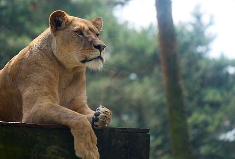 Lioness  Geotagged,Lion,Panthera leo,The Netherlands,lion