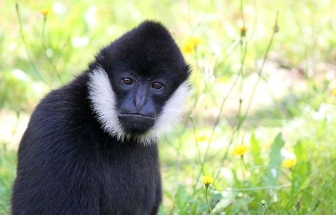 What are you looking at?!  Black crested gibbon,Geotagged,Nomascus concolor,Primates,The Netherlands