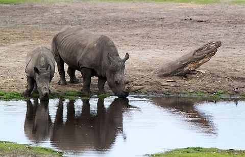 Rhino  Black rhinoceros,Buceros rhinoceros,Diceros bicornis,Geotagged,Rhinoceros,Rhinoceros Hornbill,The Netherlands