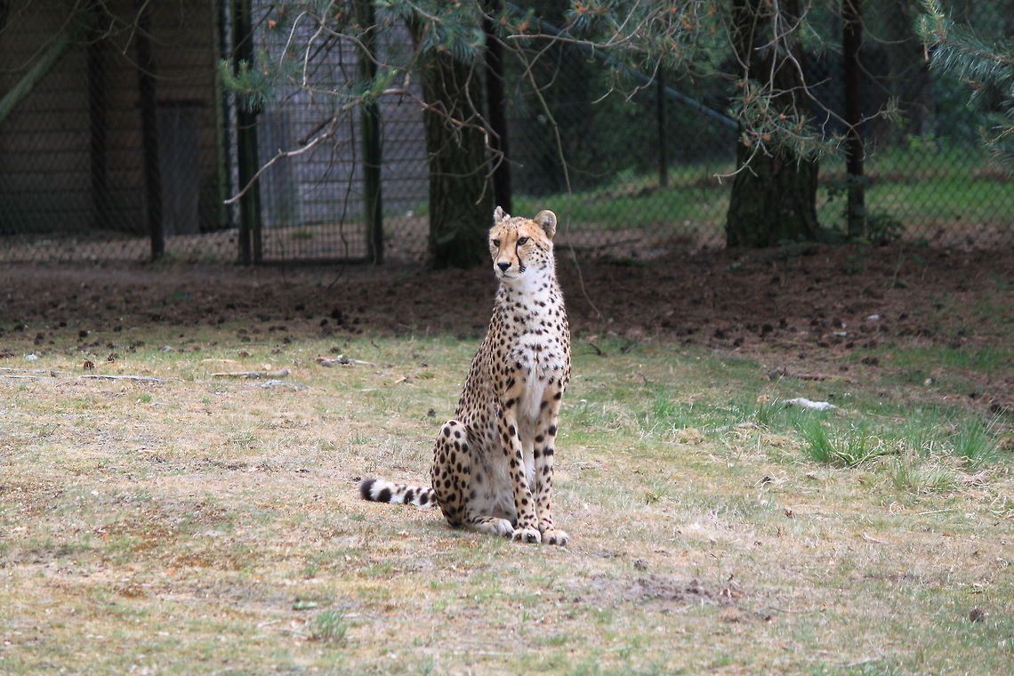 Cheetah in captivity A slender cheetah in captivity sitting. Acinonyx jubatus,Acinonyx jubatus venaticus,Asiatic Cheetah,Big Cats,Cheetah