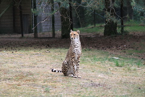 Cheetah in captivity A slender cheetah in captivity sitting. Acinonyx jubatus,Acinonyx jubatus venaticus,Asiatic Cheetah,Big Cats,Cheetah
