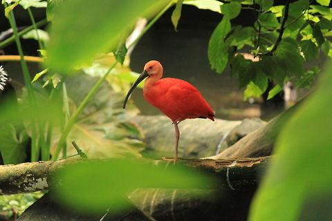 Red Ibis Proud standing Scarlet Ibis with characteristic bright red feathers and a curved beak. Birds,Eudocimus ruber,Ibis,Scarlet Ibis