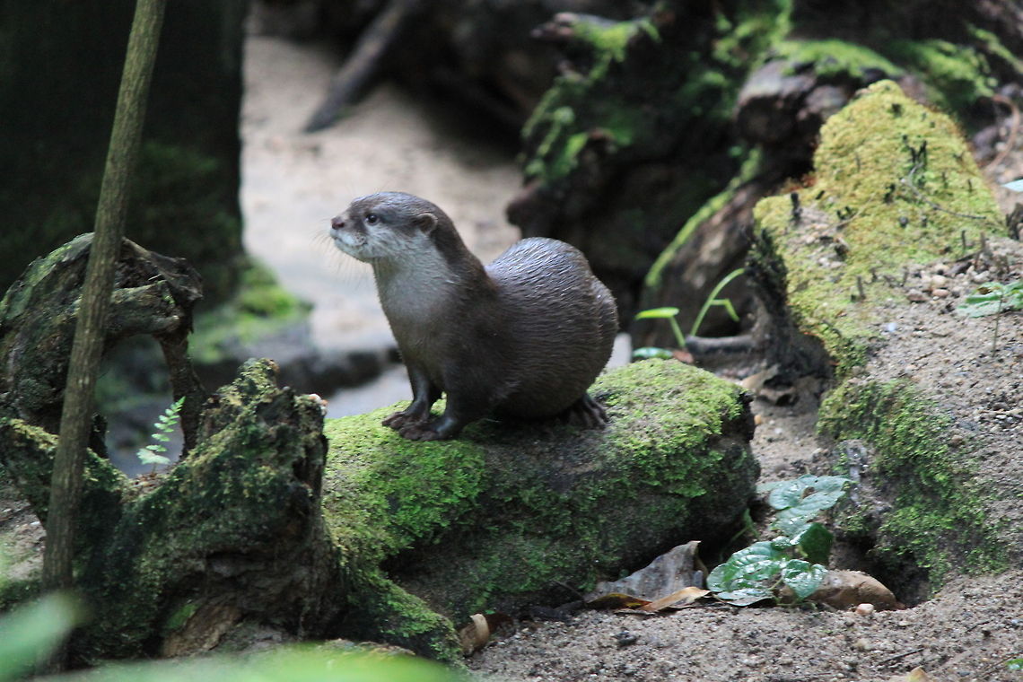 Curious Otter An otter out of the water looking around. Aonyx cinerea,Oriental small-clawed otter,Otter